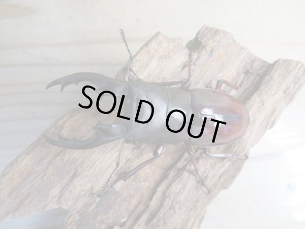 画像2: ☆新成虫☆ボーリンフタマタクワガタ（亜種バミノルム）♂75ミリ♀44ミリペア販売！！ (2)