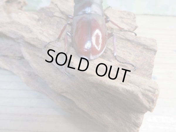 画像3: ☆新成虫☆ボーリンフタマタクワガタ（亜種バミノルム）♂75ミリ♀44ミリペア販売！！ (3)