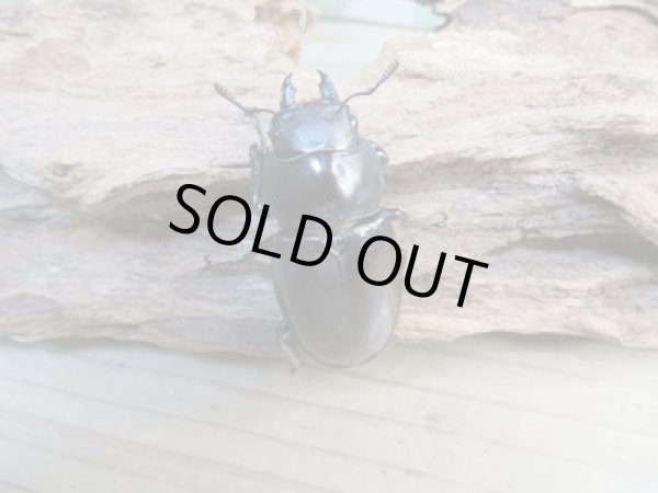 画像4: ☆新成虫☆ボーリンフタマタクワガタ（亜種バミノルム）♂75ミリ♀44ミリペア販売！！ (4)