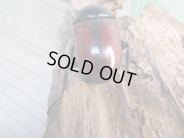 画像3: ☆新成虫☆ドンキエールコクワガタ(赤ドンキ)♂60ミリ♀41ミリペア販売!! (3)