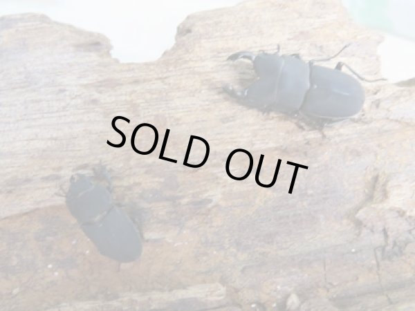 画像5: 稀少種☆WF2☆ロトゥンダトスツヤケシクワガタ（ナンベイオオクワ）♂19.7ミリ♀14.1ミリペア販売！！ (5)