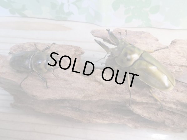 画像5: ☆美麗新成虫☆ババオウゴンオニクワガタ♂66ミリ♀46ミリペア販売!! (5)