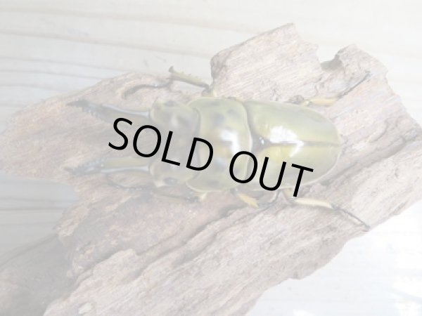 画像2: ☆美麗新成虫☆ババオウゴンオニクワガタ♂66ミリ♀46ミリペア販売!! (2)