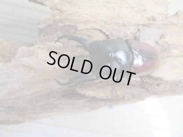 画像2: ☆新成虫☆ドンキエールコクワガタ(赤ドンキ)♂60ミリ♀41ミリペア販売!! (2)