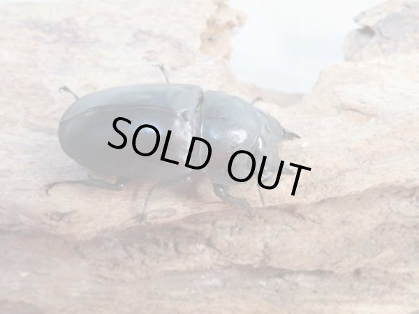 画像4: ☆最高峰☆フルストルファーオウゴンオニクワガタ♂37ミリ♀39ミリペア販売！！ (4)