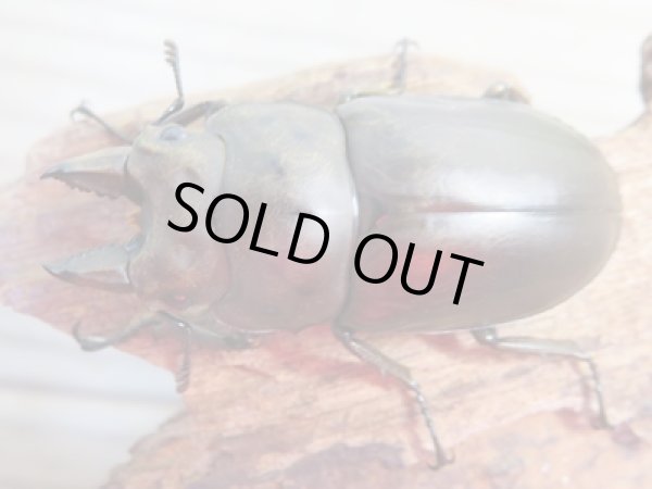 画像2: ☆最高峰☆フルストルファーオウゴンオニクワガタ♂41ミリ♀41ミリペア販売!! (2)