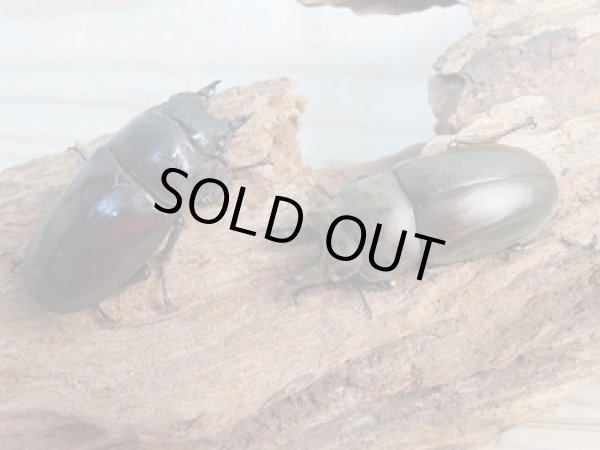 画像5: ☆最高峰☆フルストルファーオウゴンオニクワガタ♂41ミリ♀41ミリペア販売!! (5)