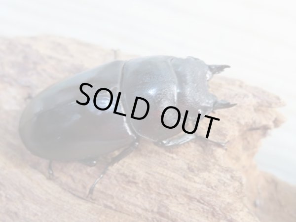 画像4: ☆最高峰☆フルストルファーオウゴンオニクワガタ♂41ミリ♀41ミリペア販売!! (4)