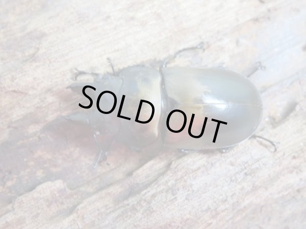 画像2: ☆最高峰☆フルストルファーオウゴンオニクワガタ♂37ミリ♀39ミリペア販売！！ (2)