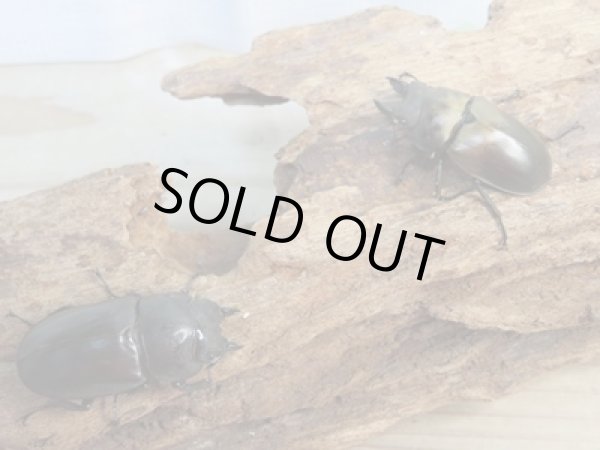 画像5: ☆最高峰☆フルストルファーオウゴンオニクワガタ♂37ミリ♀39ミリペア販売！！ (5)