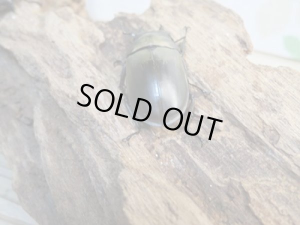 画像3: ☆最高峰☆フルストルファーオウゴンオニクワガタ♂37ミリ♀39ミリペア販売！！ (3)