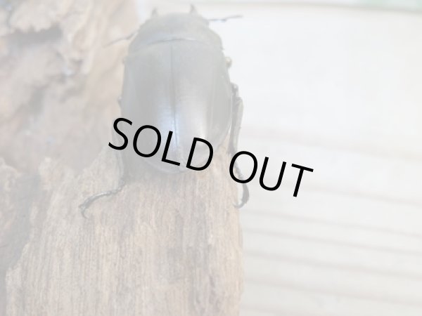 画像3: ☆最高峰☆フルストルファーオウゴンオニクワガタ♂41ミリ♀41ミリペア販売!! (3)