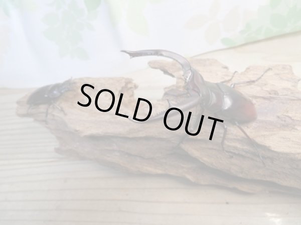 画像5: ☆新成虫☆マンディブラリスフタマタクワガタ（赤マンディ）♂84ミリ♀46ミリペア販売！！ (5)