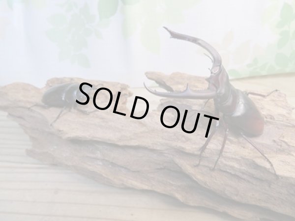 画像5: ☆新成虫☆マンディブラリスフタマタクワガタ(赤マンディ)♂82ミリ♀45ミリペア販売!! (5)