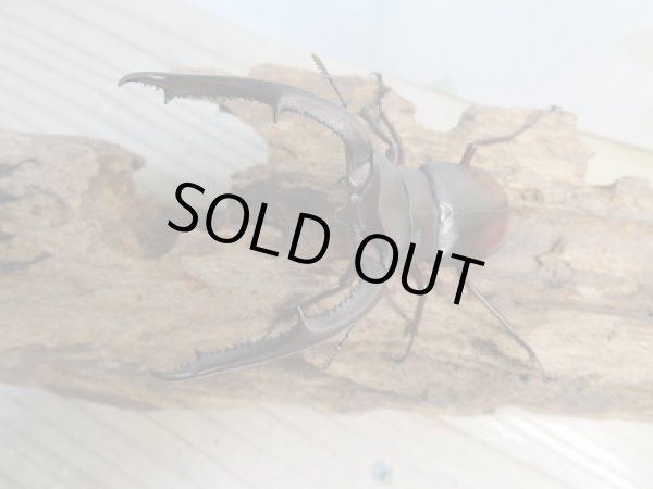 画像2: ☆新成虫☆マンディブラリスフタマタクワガタ(赤マンディ)♂82ミリ♀45ミリペア販売!! (2)