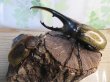 画像5: ☆新成虫☆D.H.ヘラクレス♂152ミリ♀65ミリペア販売！！ (5)
