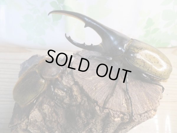 画像5: ☆新成虫☆D.H.ヘラクレス♂152ミリ♀65ミリペア販売!! (5)