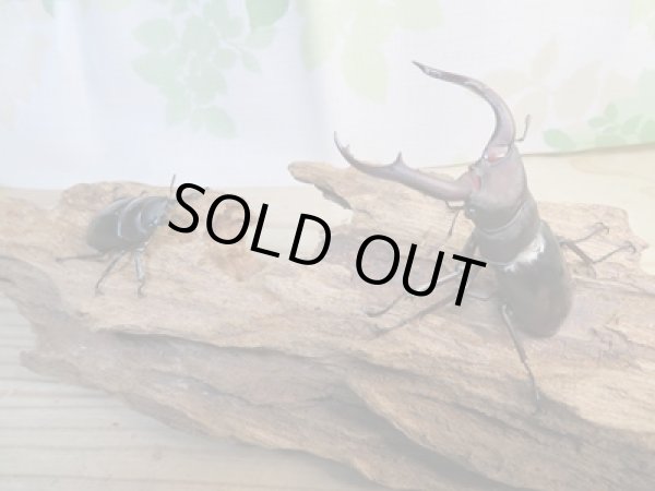 画像5: ☆新成虫☆メルキオリティスフタマタクワガタ♂72ミリ♀40ミリペア販売!! (5)