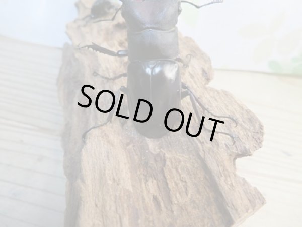 画像3: ☆新成虫☆メルキオリティスフタマタクワガタ♂72ミリ♀40ミリペア販売!! (3)