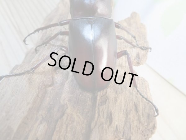 画像3: ☆新成虫☆マンディブラリスフタマタクワガタ(赤マンディ)♂82ミリ♀45ミリペア販売!! (3)