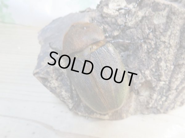 画像4: ☆新成虫☆D.H.ヘラクレス♂147ミリ♀64ミリペア販売!! (4)