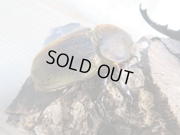 画像4: ☆新成虫☆D.H.ヘラクレス♂152ミリ♀65ミリペア販売!! (4)