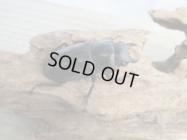 画像4: ☆新成虫☆マンディブラリスフタマタクワガタ(赤マンディ)♂82ミリ♀45ミリペア販売!! (4)