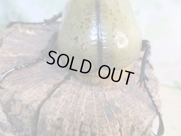 画像3: ☆新成虫☆D.H.ヘラクレス♂147ミリ♀64ミリペア販売!! (3)