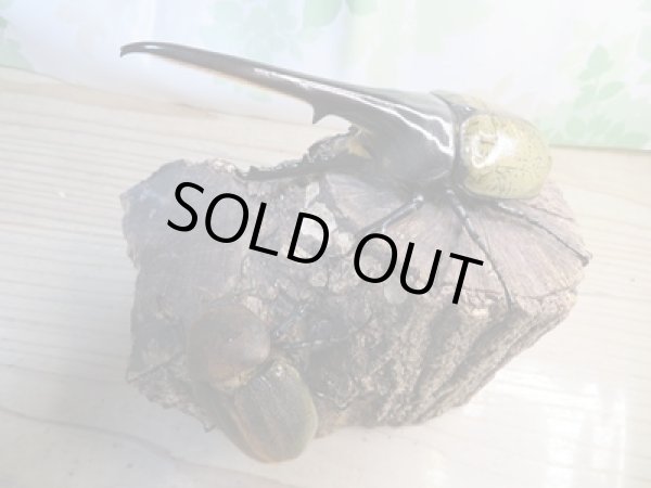 画像5: ☆新成虫☆D.H.ヘラクレス♂147ミリ♀64ミリペア販売!! (5)