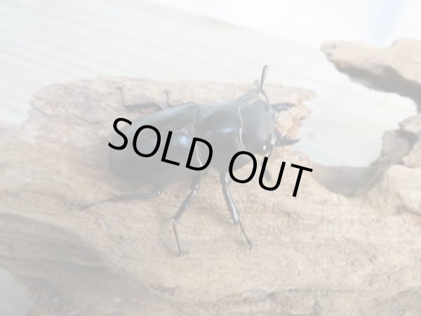 画像4: ☆新成虫☆メルキオリティスフタマタクワガタ♂72ミリ♀40ミリペア販売!! (4)