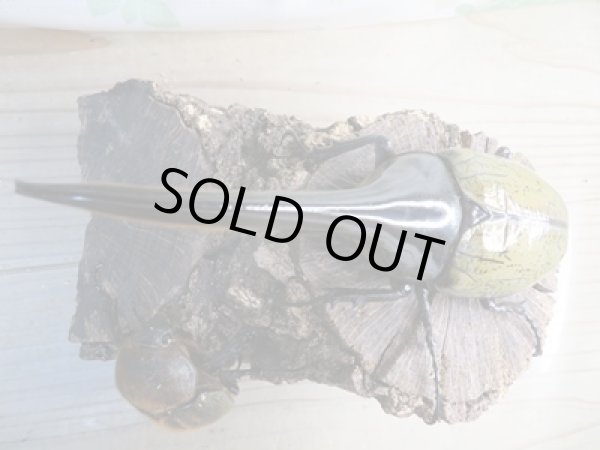 画像2: ☆新成虫☆D.H.ヘラクレス♂147ミリ♀64ミリペア販売!! (2)