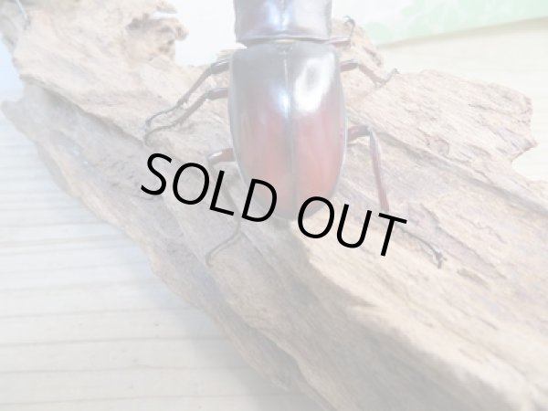 画像3: ☆新成虫☆マンディブラリスフタマタクワガタ（赤マンディ）♂84ミリ♀46ミリペア販売！！ (3)