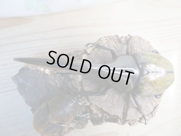 画像2: ☆新成虫☆D.H.ヘラクレス♂152ミリ♀65ミリペア販売!! (2)