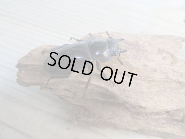 画像4: ☆新成虫☆マンディブラリスフタマタクワガタ（赤マンディ）♂84ミリ♀46ミリペア販売！！ (4)