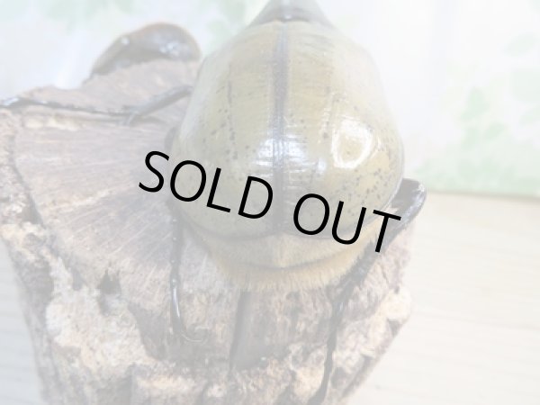 画像3: ☆新成虫☆D.H.ヘラクレス♂152ミリ♀65ミリペア販売!! (3)