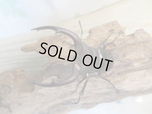 画像2: ☆新成虫☆メルキオリティスフタマタクワガタ♂72ミリ♀40ミリペア販売!! (2)