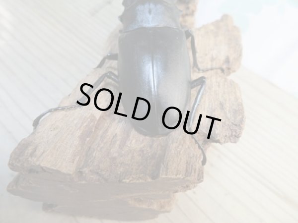 画像3: ☆新成虫☆ギラファノコギリクワガタ(亜種ケイスケ)♂99ミリ♀48ミリペア販売!! (3)