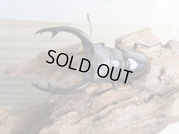 画像2: ☆新成虫☆フォルスターフタマタクワガタ（亜種キヨタミ）♂71ミリ♀43ミリペア販売！！ (2)