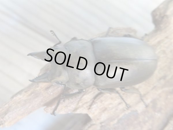 画像2: ☆最高峰☆フルストルファーオウゴンオニクワガタ♂41ミリ♀40ミリペア販売!! (2)