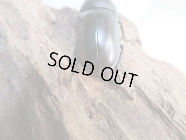 画像3: ☆最高峰☆フルストルファーオウゴンオニクワガタ♂43ミリ♀43ミリペア販売!! (3)