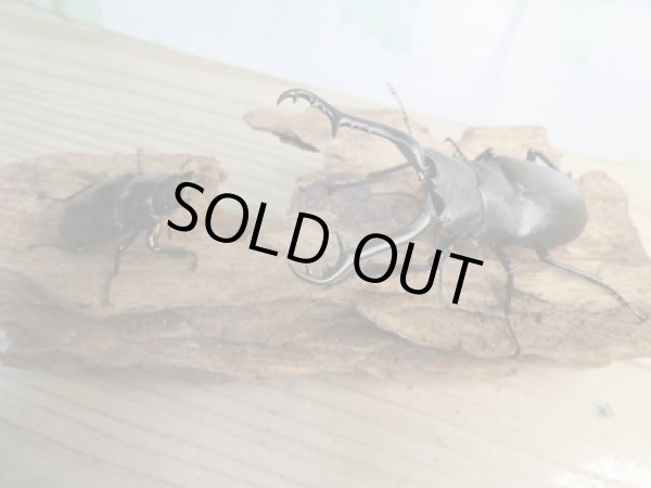 画像5: ☆新成虫☆ギラファノコギリクワガタ(亜種ケイスケ)♂99ミリ♀48ミリペア販売!! (5)