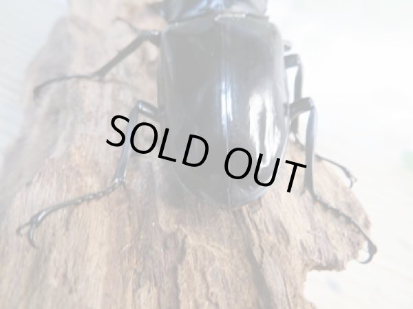 画像3: ☆大型新成虫☆ギラファノコギリクワガタ(亜種ダイスケ)♂107ミリ♀54ミリペア販売!! (3)