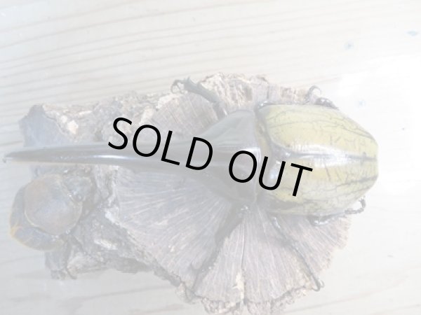 画像2: ☆新成虫☆D.H.ヘラクレス♂134ミリ♀64ミリペア販売!! (2)