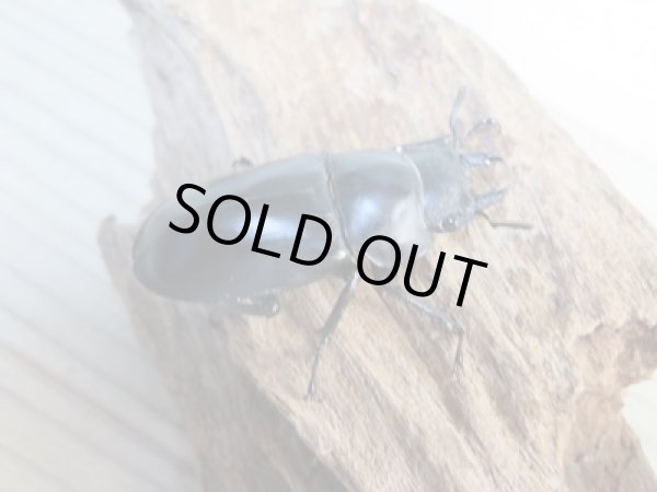 画像4: ☆新成虫☆フォルスターフタマタクワガタ（亜種キヨタミ）♂71ミリ♀43ミリペア販売！！ (4)