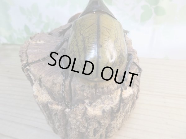 画像3: ☆新成虫☆D.H.ヘラクレス♂134ミリ♀64ミリペア販売!! (3)