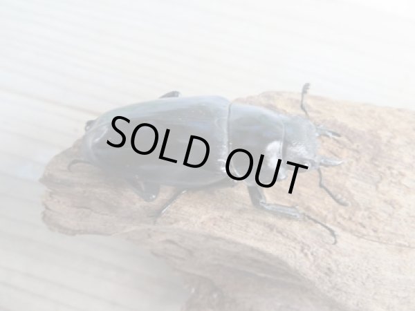 画像4: ☆大型新成虫☆ギラファノコギリクワガタ(亜種ダイスケ)♂107ミリ♀54ミリペア販売!! (4)