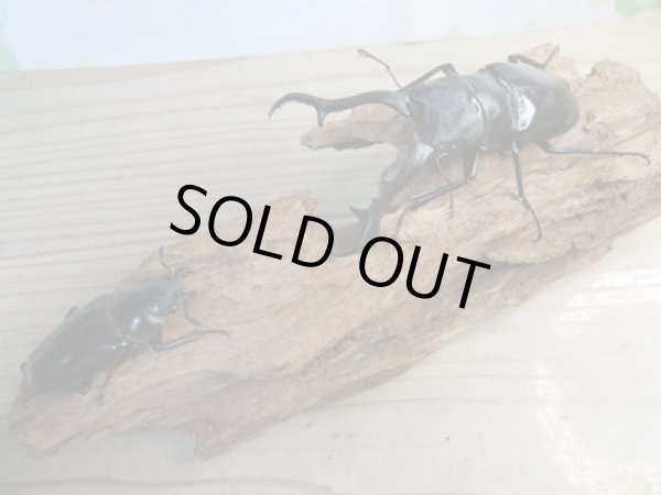 画像5: ☆大型新成虫☆ギラファノコギリクワガタ(亜種ダイスケ)♂107ミリ♀54ミリペア販売!! (5)