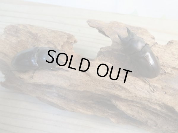 画像5: ☆最高峰☆フルストルファーオウゴンオニクワガタ♂43ミリ♀43ミリペア販売!! (5)