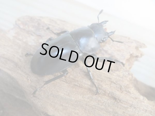 画像4: ☆新成虫☆フォルスターフタマタクワガタ（亜種キヨタミ）♂68ミリ♀41ミリペア販売！！ (4)