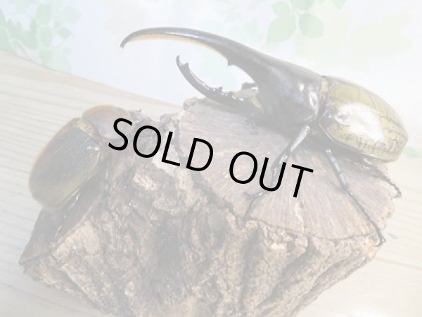 画像5: ☆新成虫☆D.H.ヘラクレス♂134ミリ♀64ミリペア販売!! (5)